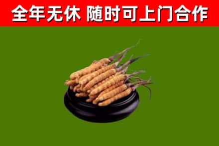 新会回收冬虫夏草