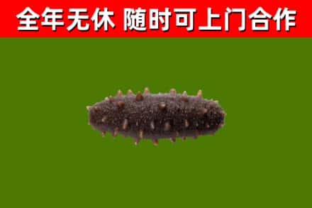 新会回收海参干